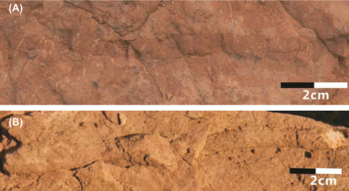 Figure 7. Occurrence characteristics of Planolites in the Upper Cretaceous of Xixia Basin. (A) P. beverleyensis, (B) Planolites isp.