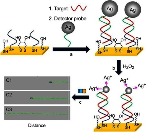 Figure 22 DNA detection based on silver ion-enhanced self-propulsion of Au@Pt nanomotors. (A) Hybridization of the target and capture of the Ag NP-tagged detector probe. (B) Dissolution of Ag NP tags in H2O2, leading to Ag+-enriched fuel. (C) Visual detection of the motion of the catalytic Au@Pt nanowire motors in the resulting Ag+-enriched fuel. Optical images superimposed with track lines show the distance traveled by the nanomotors in H2O2 fuel after DNA hybridization. Reprinted with permission from Wu J, Balasubramanian S, Kagan D, Manesh KM, Campuzano S, Wang J. Motion-based DNA detection using catalytic nanomotors. Nat Commun. 2010;1.Copyright © 2010, Springer Nature.Citation118