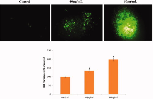 Figure 6. AL-AuNPs induce intracellular ROS generation in HCT-116 colon cancer cells.