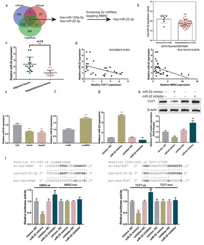 Figure 4. miR-22 directly binds to lncRNA NBR2 and TCF7 (a) A schematic diagram showing the process of identifying miRNAs related to lncRNA NBR2 and TCF7. (b) The expression of miR-22 in normal liver tissues (n = 8) and hepatoblastoma tissues (n = 53) according to GSE75283. (c) The expression of miR-22 was determined in 15 pairs of adjacent non-cancerous tissues and hepatoblastoma tissues by real-time qPCR. (d) The correlation of miR-22 with lncRNA NBR2 and TCF7 expression, respectively, in tissue samples was analyzed using Pearson’s correlation analysis. (e) The expression of miR-22 was determined in L02, HepG2, and Huh-6 cells using real-time qPCR. (f) HepG2 cells were transfected with si-NBR2 and examined for the expression of miR-22 using real-time qPCR. (g) HepG2 cells were transfected with miR-22 mimics or miR-22 inhibitor to achieve miR-22 overexpression or inhibition. The transfection efficiency was determined by real-time qPCR. (h) HepG2 cells were transfected with miR-22 mimics or miR-22 inhibitor and examined for the protein levels of TCF7 by Immunoblotting. (i) The reporter plasmids were transfected in 293 T cells with miR-22 mimics or miR-22 inhibitor and examined for the luciferase activity. **P < 0.01, ##P < 0.01