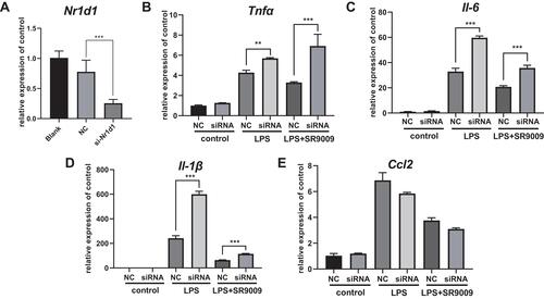 Figure 4 Nr1d1 knockdown increased the release of cytokines and blocks the anti-inflammatory effect of SR9009 in BV2. (A) The mRNA level of Nr1d1 was decreased in si-Nr1d1 group. (B and E) Expression levels of Tnfα (B), Il-6 (C) and Il-1β (D) and Ccl2 (E) in various groups. Nr1d1 knockdown increased the expression of Tnfα, Il-6 and Il-1β in BV2 cells following LPS-stimulation. And knockdown of Nr1d1 attenuates the effect of SR9009 on Il-6, Il-1β and Tnfα expression following LPS treatment. (n = 4, means±SEM). **p < 0.01, and ***p < 0.001.