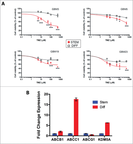 Figure 6. Relation between stemness and TMZ sensitivity. (A) Sensitivity to TMZ of GBM CSCs grown under stem or differentiated conditions. The P values were determined by ANOVA with the Tukey's test and are indicated for each significant point (*: P < 0.05; **: P < 0.01; *** P < 0.001 vs differentiated cells). (B) mRNA expression levels of ABCB1, ABCC1, ABCG2 and KDM5A in GBM3 differentiated cells relative to the same cells grown under stem-permissive conditions determined by quantitative PCR.