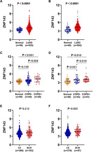 Figure 5 Elevated ZNF143 levels in LUAD and LUSC tissues. (A) Comparisons of ZNF143 mRNA levels in LUAD and normal lung tissues in TCGA dataset. (B) Comparisons of ZNF143 mRNA levels in normal LUSC and lung tissues in the TCGA dataset. (C) Comparisons of ZNF143 mRNA levels among normal lung tissues, LUAD without COPD and LUAD with COPD tissues in the TCGA dataset. (D) ZNF143 mRNA levels were also compared among normal lung tissues, LUSC without COPD and LUSC with COPD tissues in the TCGA dataset. (E) ZNF143 mRNA levels were compared between stage I–II and III–IV LUAD in the TCGA dataset. (F) ZNF143 mRNA levels were compared between various TNM stages of LUSC using the TCGA dataset.