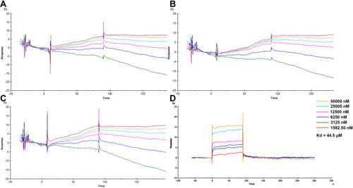Figure 7 SPR analysis between key ingredients and targets. (A) Binding relationship validation between F10 and glabridin (A), F10 and L-SPD (B), AR and glabridin (C), and PTGS2 and glabridin (D) using SPR assay.