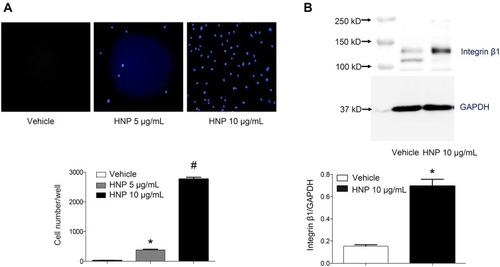 Figure 2 MSC adhesion and integrin β1 expression increased upon stimulation with HNP in a dose-dependent manner. (A) MSCs were stimulated with PBS (Vehicle), 5 or 10 μg/mL HNP for 24 h. After cell detachment with trypsin-EDTA, the remaining cells were fixed and nuclei were stained with DAPI (in blue), and detached cells were counted (n=3); (B) Expression of integrin β1 in MSCs after stimulation with PBS or 10 μg/mL HNP for 24 h, and the mean value of integrin β1 expression (n=31). *p < 0.05 vs Vehicle, #p < 0.05 vs other groups.Abbreviations: MSC, mesenchymal stem cell; HNP, human neutrophil peptide; EDTA, ethylene diamine tetraacetic acid; DAPI, diaminophenyl indole.