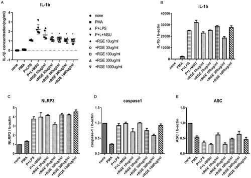 Figure 1. Effect of red ginseng extract (RGE) on monosodium urate (MSU) crystal-induced IL-1β production and expression of NLRP3 inflammasome-related molecules. THP-1 cell lines were preactivated with PMA and lipopolysaccharide and stimulated with MSU (150 µg/mL) for 6 h. Various concentrations of RGE were used during MSU stimulation. The supernatant was obtained and analysed via ELISA to measure IL-1β (A). The cells were harvested and the mRNA expression was determined with PCR analysis for IL-1β (B), NLRP3 (C), caspase-1 (D), and ASC (E).