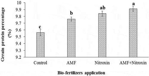 Figure 12. Effect of inoculation with bio-fertilizers on the grain protein percentage of sorghum. Values represent means ± SE. Different letters indicate significant differences using LSD test (P <.05)