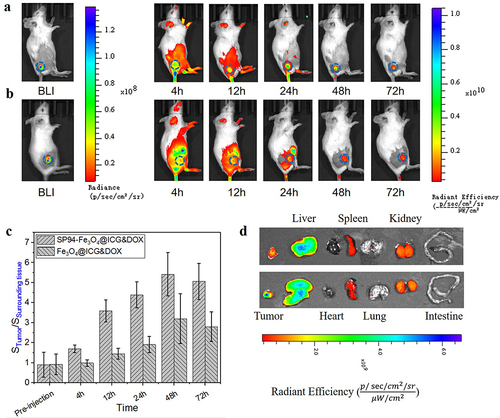 Figure 9 In vivo FL imaging of mice bearing Hepa1-6 tumors after i.v. injection of nanoparticles at different time intervals: (a) SP94-Fe3O4@ICG&DOX nanoparticles; (b) Fe3O4@ICG&DOX nanoparticles; (c) The ratio of signal of tumor to signal of surrounding tissues of mice bearing Hepa1-6 tumors after i.v. injection of nanoparticles at different time point, data indicate means and standard errors (n = 3), (*) p<0.05, (**)p<0.01; (d) Ex vivo FL images of major organs and tumor after injection of Fe3O4@ICG&DOX (top row) and SP94-Fe3O4@ICG&DOX (bottom row) nanoparticles at 72 h.