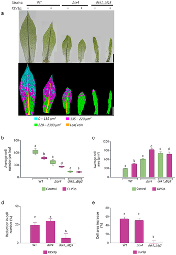 Figure 3. CLV3 peptides suppress cell proliferation in WT and Δcr4 mutant plants.