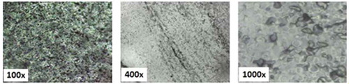 Figure 5. Bioplastic fracture micrographs of pejibaye starch-based, glycerol and sorbitol under increased 100x, 400x e 1.000x.