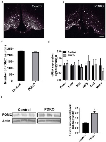 Figure 5. Melanocortin pathway is not altered in PDKO mice. (a,b) Representative immunofluorescence of Cre-induced GFP expression in the arcuate nucleus of PDKO and control littermates at 16 weeks of age. (c) Quantitative analysis of POMC-positive neurons the arcuate nucleus of PDKO and control littermates at 16 weeks of age. (d) Quantitative analysis of Pomc, leptin and melanocortin receptor, Npy, Agrp and Cart mRNA levels in the hypothalamus of PDKO and control littermates at 16 weeks of age. (e) Western blot analysis for β-endorphin/POMC expression in the hypothalamus of PDKO and control mice. Scale bar = 100 µm. Agrp: agouti related peptide; Arc: arcuate nucleus; Cart: cocaine and amphetamin related transcript; Lepr: leptin receptor; Mc4-r: melanocortin receptor type 4; Npy: neuropeptide Y; Pomc: pro-opiomelanocortin; 3V: third ventricle. Values represent the mean ± SEM (n = 4–6 for A-D and n = 3 for E). *, P < 0.05.