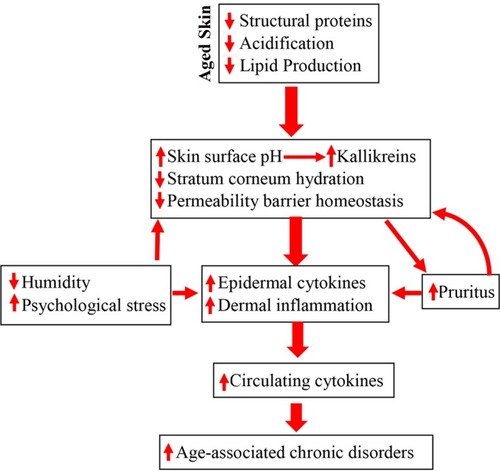 Figure 1 Schematic diagram: pathogenic role of epidermal dysfunction in inflammaging and its associated disorders in the elderly. Due to reductions in epidermal lipid production, filaggrin and NHE1/sPLA2 expression, aged humans display multiple functional abnormalities in the epidermis, including delayed permeability barrier recovery, reduced stratum corneum hydration and elevated stratum corneum pH, which all can provoke cutaneous inflammation. In turn, cutaneous inflammation can also induce pruritus, leading to further barrier disruption because of scratching. Because of skin’s vast size, persistent cutaneous inflammation can induce sustained elevation in cytokine levels in the circulation, consequently leading to the development of inflammaging-associated disorders.