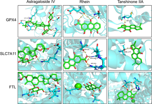 Figure 4 The optimal binding sites and conformations of active ingredients in SSF and core targets of ferroptosis.