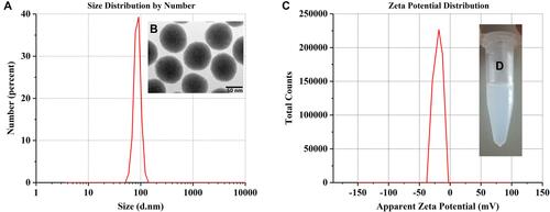 Figure 1 Physical and chemical characterization of the CNPs. (A) The size characterization of CNPs shows that the particle size was approximately 70 nm, the distribution range was narrow and the particle size was uniform. (B) The TEM image of the CNPs shows that the NPs were spherical, uniform in size, showed no aggregates and indicated good stability. (C) Zeta potential of CNPs; (D) Appearance of 10 mg/mL CNPs in physiological saline.