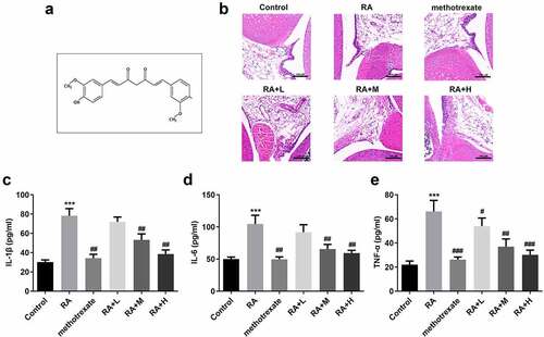 Figure 1. Curcumin alleviates the severity of arthritis in mice with collagen-induced arthritis. (a) Structural formula of curcumin. (b) Hematoxylin and eosin staining and Inflammation score of RA mice. (c-e) Levels of interleukin (IL)-1β, IL-6, and tumor necrosis factor (TNF)-α in collagen-induced RA mice. ***P < 0.01 vs. CON; ##P < 0.01, ###P < 0.001 vs. RA; CON, control; RA, rheumatoid arthritis; Cur, curcumin.