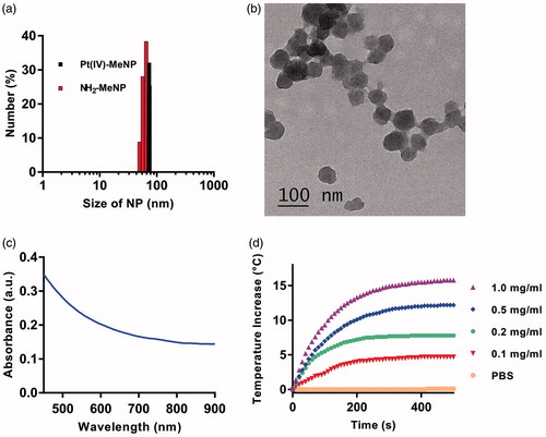 Figure 1. (a) Size distribution determined by DLS of NH2-MeNPs and Pt(IV)-MeNPs. (b) TEM image of NH2-MeNPs. (c) UV–vis absorption spectra of synthesized NH2-MeNPs. (d) Photothermal heating curves of synthesized NH2-MeNP solution with varied concentrations irradiated under laser exposure at a power density of 0.5 W/cm2.