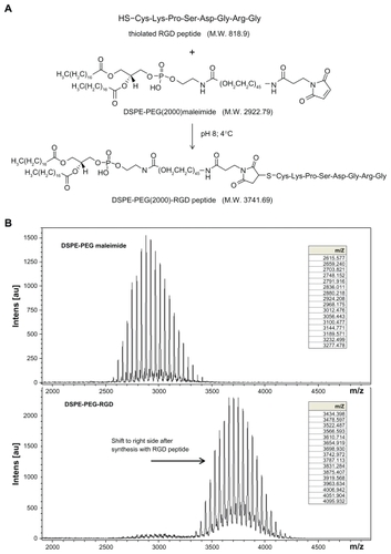 Figure 1 DSPE-PEG-RGD peptide conjugates (A), Schematic representation of synthesis of DSPE-PEG-RGD peptide conjugates (B) MALDI-TOF mass spectrometric analysis of the DSPE-PEG-RGD conjugate and parental DSPE-PEG maleimide, demonstrating an increase in mass from 2922.79 to 3741.69 after conjugation with the thiolated RGD peptide. This corresponds to one thiolated RGD peptide molecule conjugated to one DSPE-PEG maleimide molecule.Abbreviations: DSPE-PEG-RGD, Arg(R)-Gly(G)-Asp(D) motif peptide conjugated to 1,2-distearoyl-sn-glycero-3-phosphoethanolamine-N-[maleimide (polyethylene glycol)-2000]; MALDI-TOF, matrix-assisted laser desorption/ionization time-of-flight.