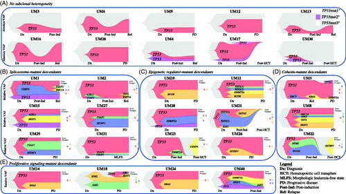 Figure 4. Subclonal architecture of TP53-mutant MDS/AML as determined by clonal dynamic modeling, organized by gene cluster. Clonal dynamics of TP53 and co-occurring mutant cell populations (with absolute or relative VAFs) are demonstrated by expansion and evolution over time and in relation to treatment. Relationship charts were constructed using timepoints when bone marrow sampling and molecular testing including CNV were performed. Timepoints are named in relation to the clinical disease context, for example at diagnosis (Dx), post-induction (Post-Ind), relapse (Rel), and after hematopoietic cell transplant (Post-HCT). (A) Patients with TP53 mutations only. (B) Dynamics of spliceosome-mutant descendants. (C) Dynamics of epigenetic regulator-mutant descendants. (D) Dynamics of cohesin complex-mutant descendants. (E) Dynamics of proliferative signaling-mutant descendants. Clonal phylogeny trees show hierarchical development of cell populations.