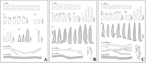 Figure 3. Microscopic morphology of unrecorded Fuscoporia species. (A) F. insolita; (B) F. ramulicola; (C) F. setifera (s: basidiospores; b1: basidia; b2: basidioles; c: cystidioles; se: setae; h1: generative hyphae; h2: skeletal hyphae; e: encrusted generative hyphae).