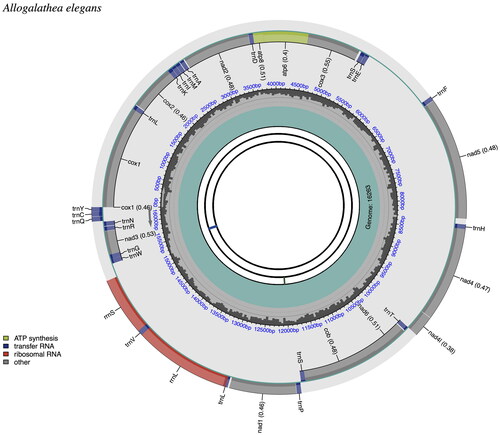 Figure 3. Mitogenome pattern map of Allogalathea elegans. The mitochondrial genome is mapped using CPGView. CDS: Coding sequence; tRNA: Transfer RNA; rRNA: Ribosomal RNA.