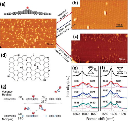 Figure 19. (a) Configuration of chemisorbed oxygen on graphene sheet, which corresponds to bright protrusions in bottom Auger electron spectroscopy (AES) image [Citation345]. STM images of UHV oxidized epitaxial graphene after (b) annealing at 260 °C and (c) reversibly desorbed by injecting electrons from the STM tip at a sample bias of + 4V and tunneling current of 1 nA [Citation345]. (d) Schematic of postulated nitrogenation on graphene [Citation346]. The evolution of G peak upon plasma exposure for graphene with initial Fermi level lying in (e) conduction band and (f) valance band, respectively. The dashed lines indicate the G peak position of pristine graphene [Citation346]. (g) Schematic view of the vacancy healing and N-doping processes of graphene by chemical reactions [Citation331] (reused with permissions from [345] Copyright © 2012, Springer Nature, [346], Rights managed by AIP Publishing, and [331] Copyright ©2011 American Physical Society.).