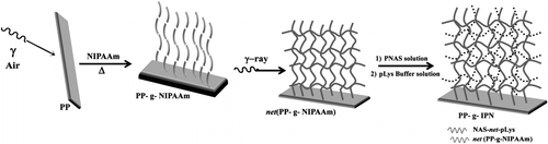 Figure 2 Synthesis of the IPN of NAS and NIPAAm grafted onto polypropylene (PP-g-IPN). The PNIPAAm network was cross-linked applying γ-ray irradiation, while the PNAS network was cross-linked with poly-L-lysine.