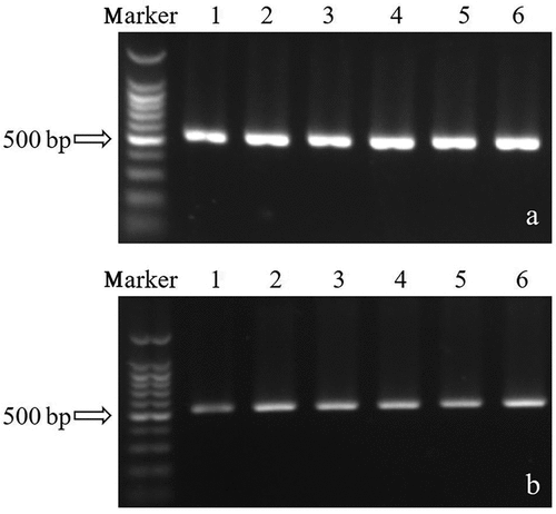 Figure 3. SbTF overexpression in (a) transformant zzz816 and (b) transformant CNUCC C72.