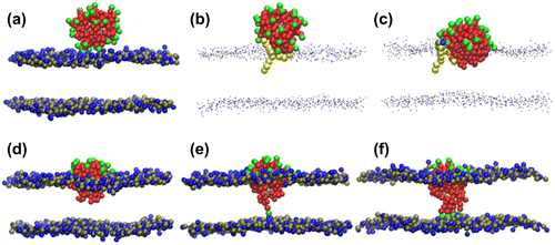 Figure 2. Translocation of a gold NP into a lipid membrane. (a) Adsorption; (b–c) contact between lipid chain and NP; (d) partial embedding; (e) NP ligands bind to opposite leaflet. Reproduced with permission from [Citation61].