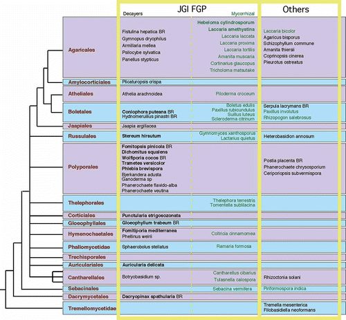 Figure 1. Phylogenetic distribution of genome targets in Agaricomycotina. Black font indicates saprotrophs. Gray font indicates ectomycorrhiza formers. The “JGI FGP” box contains the taxa being targeted by the JGI Fungal Genomics Program. Saprotrophic taxa proposed here are left of the dashed line; ectomycorrhizal taxa are right of the dashed line. Decayers in the JGI FGP box in bold font are currently in production; those in plain font are targeted for sequencing.