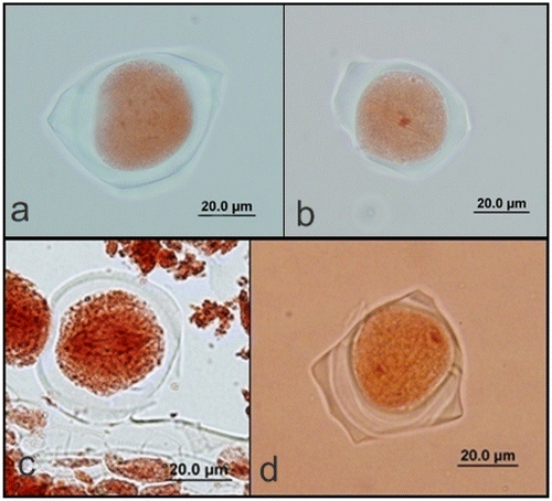 Figure 2. (Color online) First meiotic division in pollen mother cells of A. orientalis stained with orcein. (a) Prophase I; (b) metaphase I; (c) anaphase I; (d) telophase I.