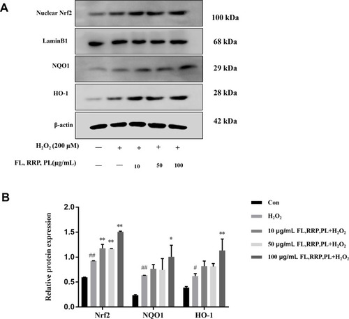 Figure 6 FL, RRP and PL prevented H2O2-induced RPE cells oxidative stress via Nrf2 signaling pathway. (A) Nrf2, NQO1 and HO-1 expression was analyzed by Western blotting. (B) Relative expression of Nrf2, NQO1 and HO-1 were quantified by densitometry using ImageJ software.
