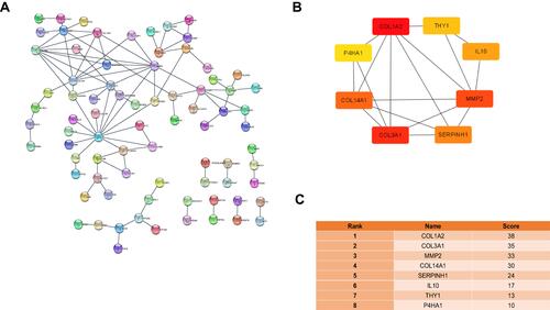 Figure 5 PPI Network and Hub mRNAs. (A) PPI network of 79 mRNAs from all Common differentially expressed mRNAs. (B) The network of the top 8 key mRNAs. (C) The score and rank of key mRNAs in the PPI network.