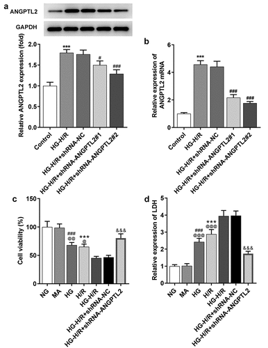 Figure 2. Knockdown of ANGPTL2 increases the viability of HG-H/R stimulated H9c2 cells. The protein (a) and mRNA levels (b) of ANGPTL2 in HG-H/R-H9c2 cells after indicated transfection were respectively determined by Western blot and RT-qPCR analysis. ***P < 0.001 vs. Control group. #P < 0.05 and ###P < 0.001 vs. HG-H/R+ shRNA-NC group. (c) The viability of H/R-H9c2 cells or HG-H/R-H9c2 transfected with shRNA-ANGPTL2 was detected by CCK-8 assay. (d)The LDH expression in H/R-H9c2 cells or HG-H/R-H9c2 transfected with shRNA-ANGPTL2 was measured by LDH assay kit. ***P < 0.001 vs. NG group. ###P < 0.001 vs. MA group. @P < 0.05, @@P < 0.01 and @@@P < 0.001 vs. HG-H/R group. &&&P < 0.001 vs. HG-H/R+ shRNA-NC group.