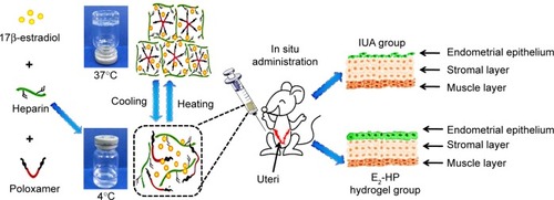 Figure 1 Schematic diagram of E2-HP hydrogel as an in situ administration drug for the treatment of intrauterine adhesions.Abbreviation: IUA, Intrauterine adhesions.