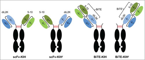 Figure 1. KIH scaffolds. Two different scFv (in circles) are anchored on Fc(K) and Fc(H), respectively, defined as scFv-KIH or scFv-KIHr (the reversed arrangement of scFv-KIH). Alternatively, 2 scFv are connected with a flexible linker, resulting in a BiTE. BiTE-KIH is defined as BiTE on Fc(K) and BiTE-KIHr is as BiTE on Fc(H). The pairing Fc(H) or Fc(K) contains the hinge, CH2 and CH3 domains only. Examples are shown for diL2K and 5–10.