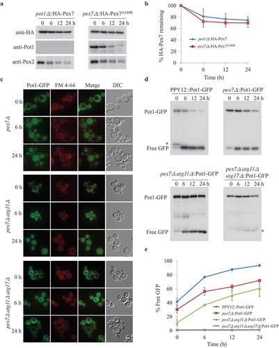 Figure 4. Degradation of Pex7 depends on Pot1, which is selectively degraded when mislocalized. (A) Peroxisomes were induced by growing pot1∆ expressing HA-Pex7 and pex7∆ expressing HA-Pex7A248R in oleate medium. Subsequently, cells were transferred to starvation medium for pexophagy experiments. Samples were taken at the indicated time intervals under starvation condtions and analyzed by immunoblotting with anti-HA, anti-Pot1, and anti-Pex2 antibodies. (B) The degradation of Pex7 (from A) from triplicate biological repeats was quantified in ImageJ and expressed as the percentage of total signal at time 0 h. (C) Fluorescence analysis of WT, pex7∆, pex7∆ atg11∆, and pex7∆ atg11∆ atg17∆ strains expressing Pot1-GFP under starvation conditions in the presence of the vacuolar stain, FM 4–64. The differential interference contrast (DIC) and GFP images are shown. (D) Strains shown in (C) were used for GFP cleavage assays. Samples were analyzed by immunoblotting with anti-GFP. (E) The full-length Pot1-GFP and the cleaved GFP under starvation conditions (from D) were quantified using tripliciate biological repeats and ImageJ and expressed as the ratio between cleaved GFP and total GFP signals at each time point. *: non-specific band.