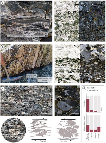 Figure 8. Structures in the Craigie Tonalite in outcrops and thin-sections (plane and cross-polarised photomicrographs). (a) Flattened microcrystalline-dioritic enclaves oriented parallel to the intrusion foliation. (b) Foliation defined by compositional layering and grainsize variation. Leucocratic levels are interlayered with hornblende-rich levels. (c) Anastomosing foliation with cleavage domains wrapping around plagioclase (Pl) and hornblende (Hbl) porphyroclasts. The asymmetry suggests dominant dextral and subordinate sinistral sense of shear. (d) Bar chart illustrating the relative proportion of shear senses determined based on field and microstructural kinematic indicators. The high proportion of symmetric kinematic indicators, together with evidence of sinistral, dextral and reverse kinematic indicators, suggests general shear deformation with a dextral component.