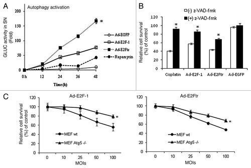 Figure 6. Autophagy activation and contribution of caspases pathway or autophagy in Ad-E2F-1 or E2Ftr-mediated killing effect. (A) SK-MEL-2 cells were transfected with pEAK12-Actin-LC3-dNGLUC followed by infection with Ad-EGFP, Ad-E2F-1 or Ad-E2Ftr at a MOI of 100 or treated with rapamycin (200 nM), which was used as autophagy inducer. Autophagy activation was monitored by Gaussia luciferase assay, as described in the Materials and Methods section. Each point represents the mean of three independent experiments ± SD (bars) (*p < 0.05). (B) DM6 cells were cultured in the absence or presence of general caspase inhibitor z-VAD-fmk at a concentration of 100 µM. Cells were then infected with Ad-E2F-1, Ad-E2Ftr or Ad-EGFP at a MOI of 100. Three days after infection, an MTT assay was performed. Each point represents the mean of three independent experiments ± SD (bars) (*p < 0.05). (C) Mouse embryonic fibroblast (MEF) wt or Atg5−/− were infected with Ad-E2F-1 or Ad-E2Ftr at increasing MOI levels. Three days after infection, an MTT assay was performed. Each point represents the mean of three independent experiments ± SD (bars) (*p < 0.05).