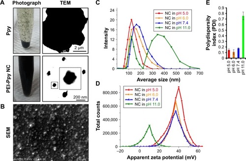 Figure 1 (A) Results indicating photographic images of polypyrrole (Ppy) and Ppy–PEI NCs and their microscopic TEM. (B) Results of SEM showing prepared Ppy–PEI NCs with nano-size. DLS study shows the size distribution (C), zeta potential (D), and polydispersity index (E) of the different pH environments.Abbreviations: NC, nanocomplex; PEI, polyethylenimine; SEM, scanning electron microscopy; TEM, transmission electron microscopy; DLS, dynamic light scattering.