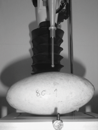 Figure 1 Measurement of mango firmness by texture analyzer using 5-mm diameter spherical stainless steel probe.