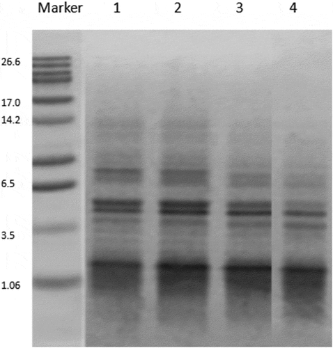 Figure 1. WSE SDS-PAGE gel electrophoresis. Line 1: control; Line 2: cheese with Lactobacillus casei; Line 3: cheese with Lactobacillus plantarum; Line 4: cheese with Lactobacillus plantarum and Lactobacillus casei