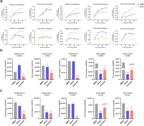 Figure 2. Replication and invasion variability of HCoVs in human respiratory organoids. (a) Five HCoVs show distinct variability in hNOs and hLOs. hNOs and hLOs were infected with five HCoVs respectively (MOI = 0.1). Samples were harvested at 3, 24, 48 and 72 hpi. Viral load in culture supernatant or within cells was quantified by qRT-PCR on total viral RNA (NP gene as target) (n = 3). Dashed line in supernatant plot: effective release, virus amplification more than 100-fold; dashed line in intracellular plot: effective replication, virus amplification more than 10-fold. (b and c) Different HCoVs exhibit distinct invasion mechanisms in hNOs and hLOs. Organoids were pre-treated with 100 μM E-64D or camostat mesylate for 1 h (camostat mesylate, a TMPRSS2 inhibitor; E64-D, a CTSL/B inhibitor) before infected with five HCoVs respectively (MOI = 1). Organoid cell samples were collected at 24 hpi. Viral load in cells was quantified by qRT-PCR on total viral RNA (NP gene as target) (n = 3). Data are the mean ± SEM. Statistical significance is analysed by Student’s t-test (*p < 0.05; **p < 0.01; ***p < 0.001; ****p < 0.0001).