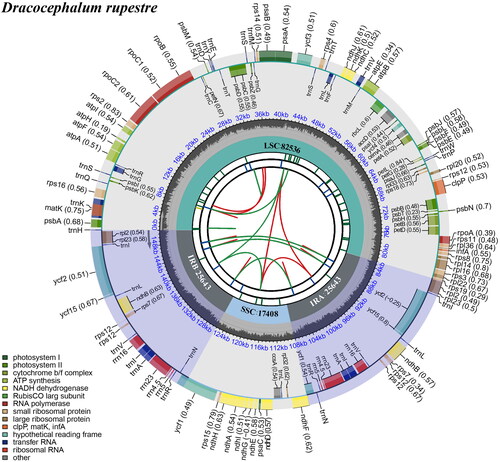 Figure 2. Schematic map of overall features of the chloroplast genome of Dracocephalum rupestre. The circular map of the chloroplast genome was generated using CPGview (Liu et al. Citation2023). The map contains seven circles. From the center going outward, the first circle shows the distributed repeats connected with red (the forward direction) and green (the reverse direction) arcs. The next circle shows the tandem repeats marked with short bars. The third circle shows the microsatellite sequences as short bars. The fourth circle shows the size of the LSC and SSC. The fifth circle shows the IRA and IRB. The sixth circle shows the GC contents along the plastome. The seventh circle shows the genes having different colors based on their functional groups.