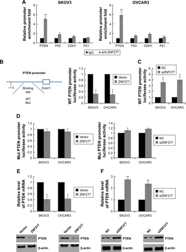 Figure 4 PTEN was a direct downstream target of ZNF277 in OC cells. (A) The binding of ZNF277 to the promoter of PTEN. qChIP was performed in SKOV3 and OVCAR3 cells to identify key target genes for ZNF277, such as P53, PTEN, CDH1, and P21. Normal IgG was used as a negative control (**P<0.01 as compared with the normal IgG). (B) Luciferase reporter activities driven by wild-type PTEN promoter were examined in SKOV3 or OVCAR3 cells transfected with Vector or ZNF277. (C) Luciferase reporter activities driven by wild-type PTEN promoter were examined in SKOV3 or OVCAR3 cells transfected with NC or siZNF277. Error bars indicate mean ± SD of three independent experiments (*P<0.05 vs Vector). (D) Luciferase reporter activities driven by mutant (Mut)-type PTEN promoter were examined in SKOV3 or OVCAR3 cells transfected with vector or ZNF277, NC or siZNF277. (E) Vector or ZNF277 was transfected into SKOV3 and OVCAR3 cells, and then the expression levels of PTEN were monitored using RT-qPCR and Western blot. The experiment was performed in triplicate and subsequently subjected to statistical analysis. (F) NC or siZNF277 was transfected into SKOV3 and OVCAR3 cells, and then the expression levels of PTEN were monitored using RT-qPCR and Western blot. Error bars indicate mean ± SD of three independent experiments (*P<0.05, **P<0.01 vs NC).Abbreviations: OC, ovarian cancer; RT-qPCR, quantitative reverse-transcription PCR; qChIP, quantitative chromatin immunoprecipitation; NC, negative control; WT, wild type; Mut, mutant type.