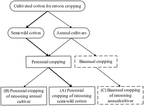 Figure 1. Three methods of growing ratoon cotton: (A) perennial cropping for the semi-wild cotton (following the bold line to the solid box), (B) perennial cropping for annual cotton cultivars left after the first year (following the solid line to the solid box), and (C) biannual cropping for annual cotton cultivars (following the solid line to the dotted box)