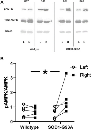 Figure 7 Strength training resulted in greater pAMPK levels in triceps muscles of SOD1-G93A rats, but not wildtype rats. (A) Representative blots showing pAMPK, total AMPK, and tubulin levels in left (L; untrained) and right (R; trained) limbs of two wildtype (rat B07 and B08) and two SOD1-G93A rats (rat B01 and rat B02). (B) Trained muscles in SOD1-G93A rats exhibited greater activated AMPK (pAMPK). *Group × side interaction, p<0.05.