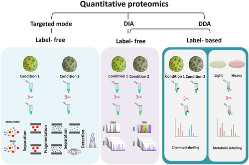 Figure 1. Workflow of three acquisition modes of quantitative proteomics. Quantitative proteomics is categorized by three acquisition modes: data-dependent acquisition (DDA), data-independent acquisition (DIA), and targeted proteomic modes (MRM and PRM). DDA mode can be categorized into two major groups of label-free and label-based approaches. In label-free methods, which are also used for DIA and targeted methods, the protein and peptide samples are prepared separately and then subjected to individual LC–MS/MS analysis. In label-based methods such as metabolic labeling and chemical labeling, depending on the method of labeling, the isotope labels are incorporated into the samples and several samples can be combined and analyzed in a single experiment.