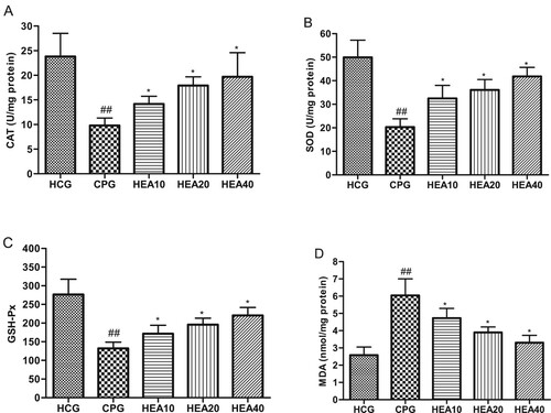 Figure 4. Effect of HEA on renal (A) SOD, (B) CAT, (C) GSH-Px, (D) MDA levels. ##P < .05 versus normal control group, *P < .05 versus cisplatin treated group.