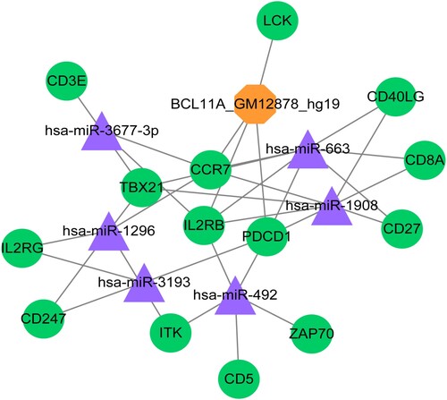 Figure 4. Transcriptional regulatory network. The green circles represent the downregulated genes; the purple triangles represent the miRNAs; and the yellow hexagons represent the transcription factors.