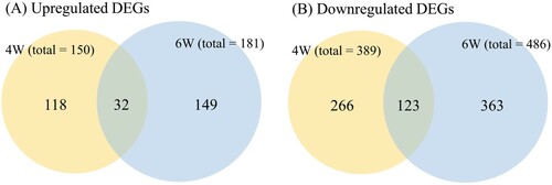 Figure 5. Summary of overall differentially expressed genes (DEGs) in 4-week (4W) and 6-week (6W) groups and common genes between experiments. The numbers represent genes significantly upregulated or downregulated relative to the thermoneutral group.